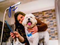 Any Tips On Buying A Dog Grooming Business?
