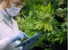 Cannabis And Hemp Testing Lab - Low Overhead