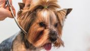 Pet Grooming Business - Over 4 Years